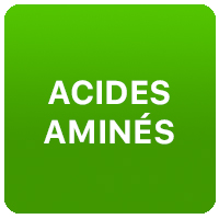Acides aminés